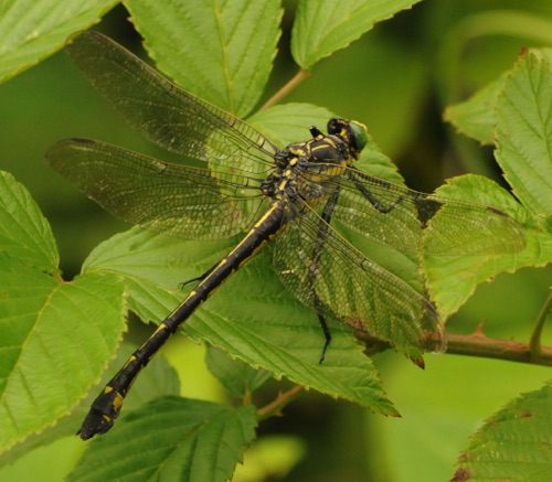 Female
2013_08_18_Stephens